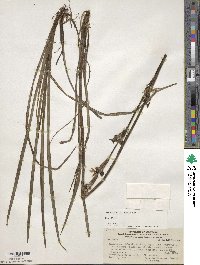 Sisyrinchium arenarium image