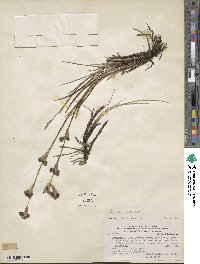 Sisyrinchium arenarium subsp. arenarium image