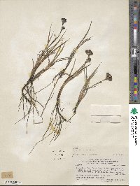 Sisyrinchium arenarium subsp. arenarium image