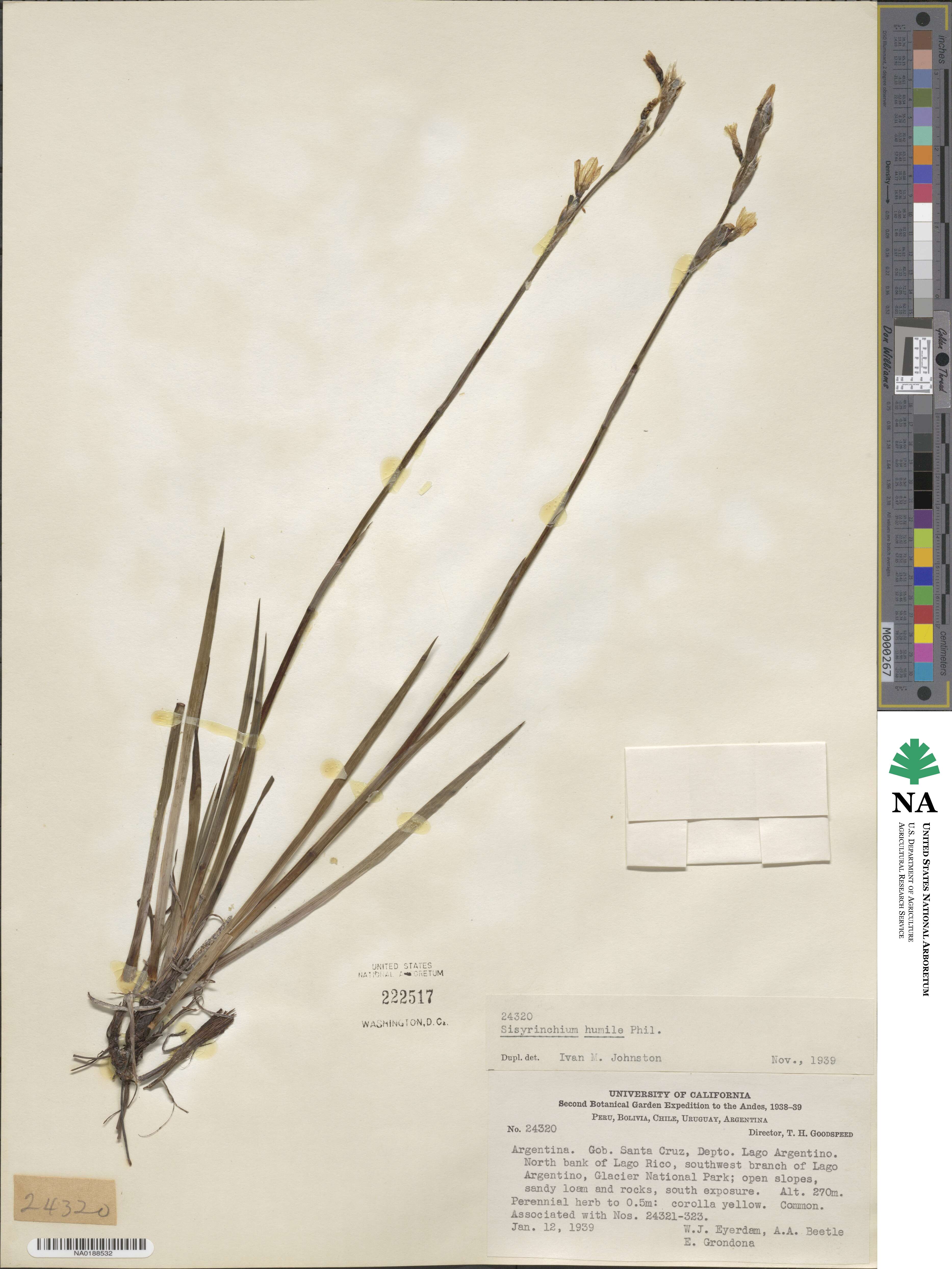 Sisyrinchium arenarium subsp. arenarium image