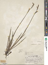 Sisyrinchium arenarium subsp. arenarium image