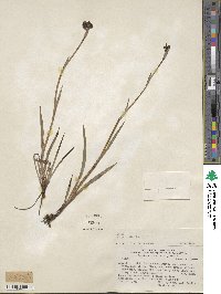 Sisyrinchium arenarium subsp. arenarium image