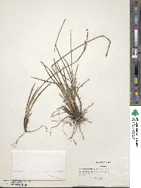 Sisyrinchium patagonicum image