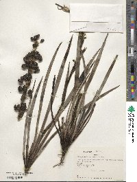 Olsynium scirpoideum subsp. scirpoideum image