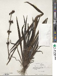 Olsynium scirpoideum subsp. scirpoideum image