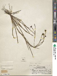 Sisyrinchium pachyrhizum image