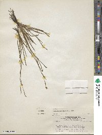 Sisyrinchium pachyrhizum image