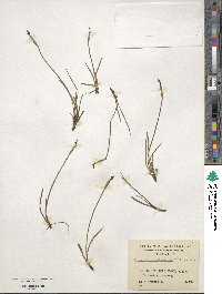 Sisyrinchium patagonicum image