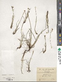 Sisyrinchium patagonicum image