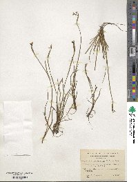 Sisyrinchium patagonicum image