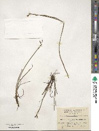 Sisyrinchium patagonicum image