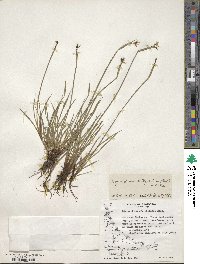 Sisyrinchium patagonicum image