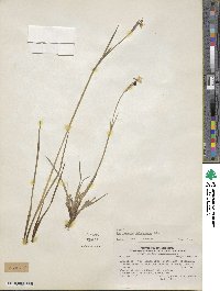 Sisyrinchium patagonicum image