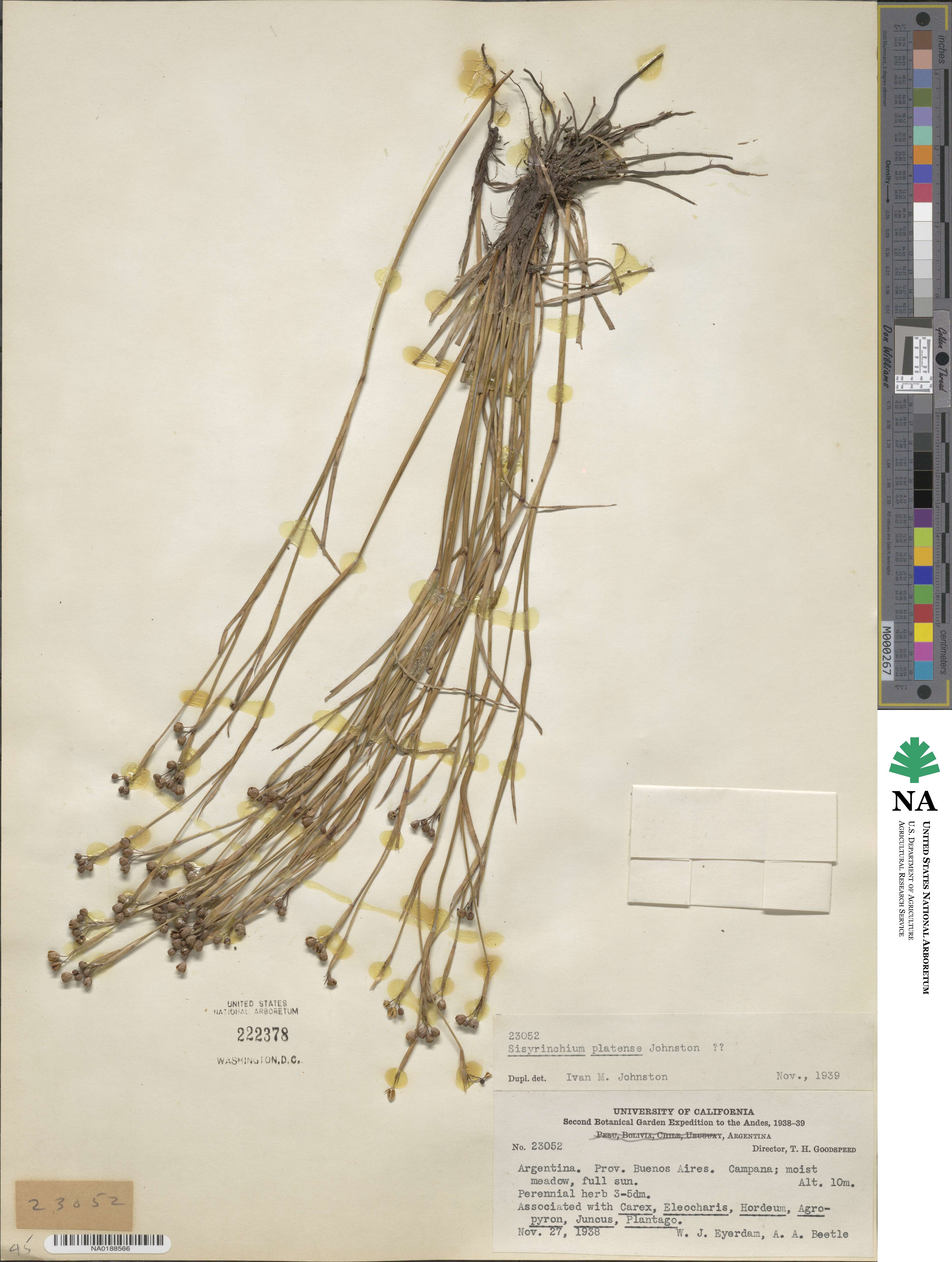 Sisyrinchium platense image