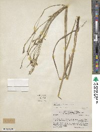 Sisyrinchium platense image