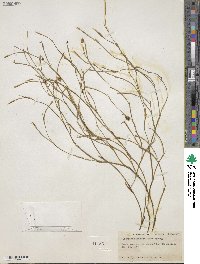 Image of Sisyrinchium restioides