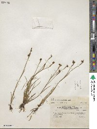 Image of Sisyrinchium rigidifolium