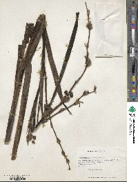 Sisyrinchium striatum image