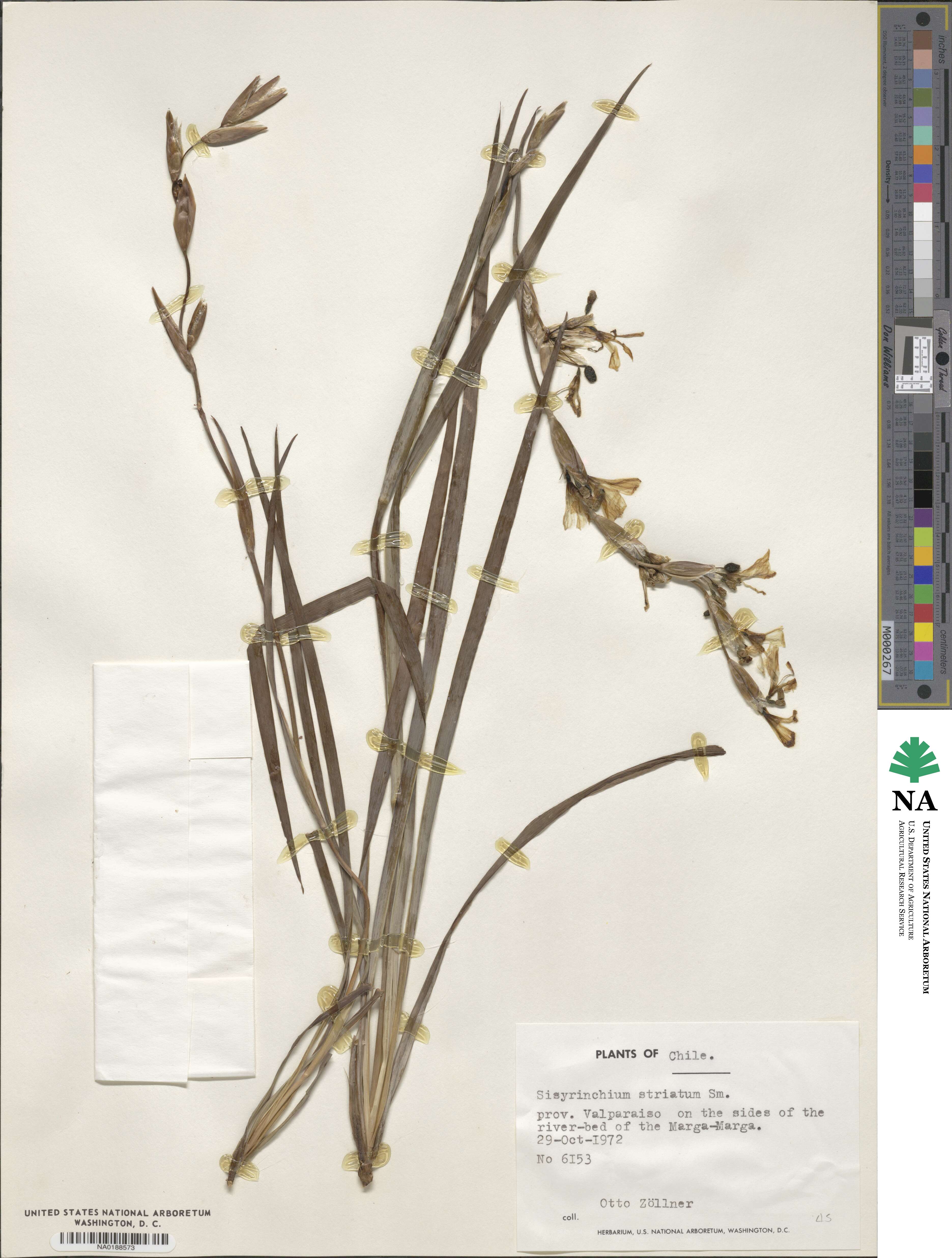 Sisyrinchium striatum image