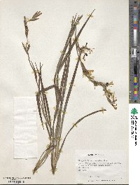 Sisyrinchium striatum image