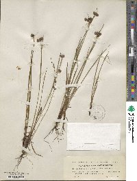 Sisyrinchium angustifolium image