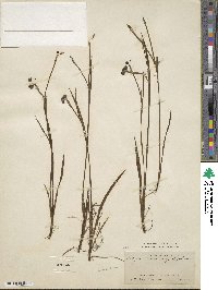 Sisyrinchium angustifolium image