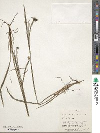 Sisyrinchium angustifolium image