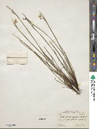 Sisyrinchium angustifolium image