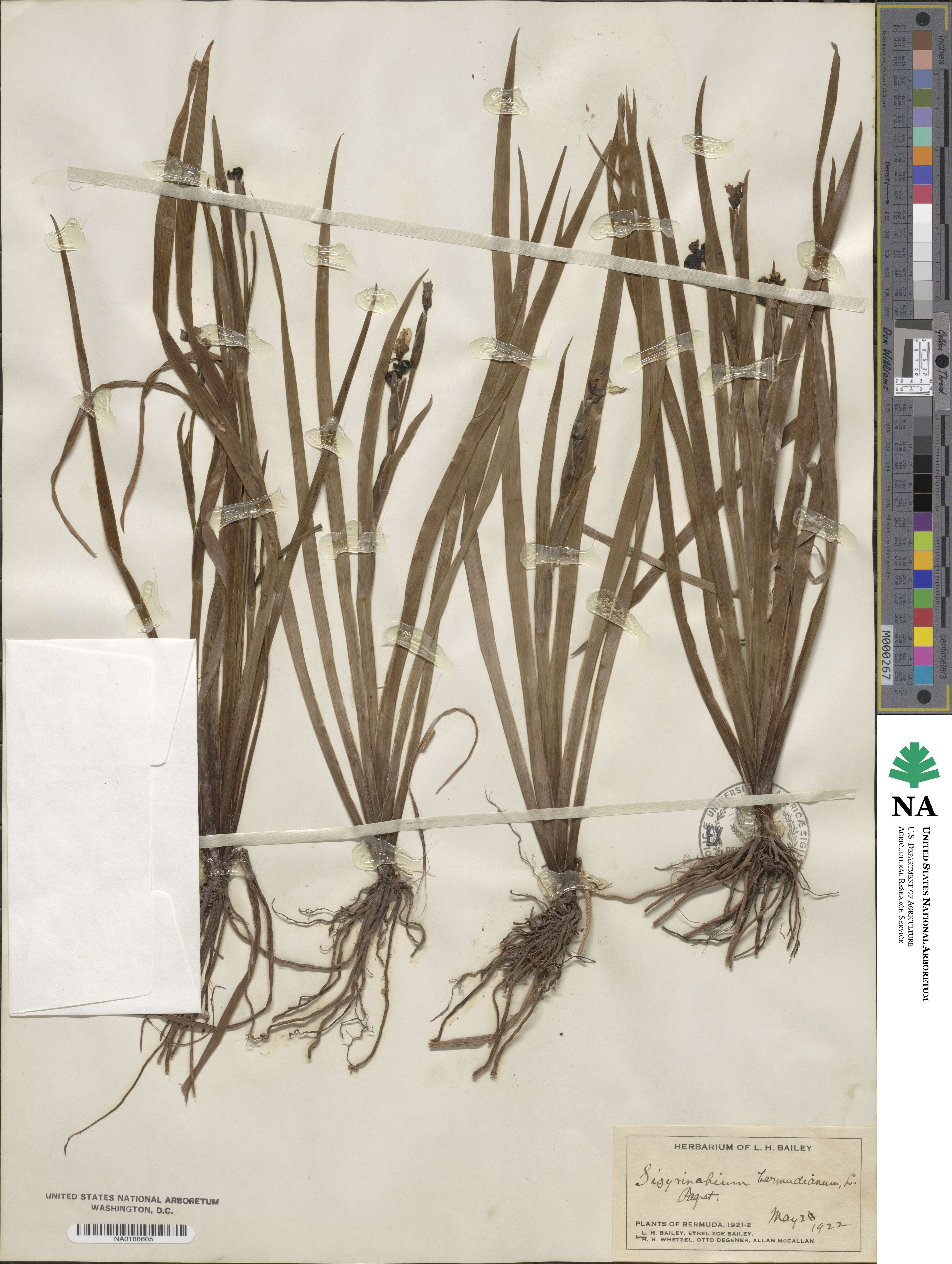 Sisyrinchium bermudiana image