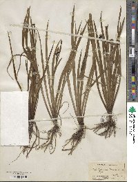 Sisyrinchium bermudiana image