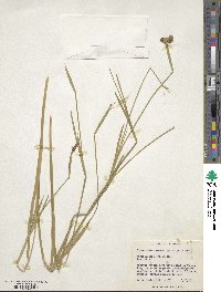 Sisyrinchium bermudiana image