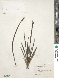 Sisyrinchium californicum image