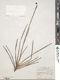 Sisyrinchium californicum image