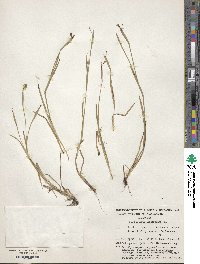 Sisyrinchium micranthum image