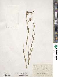 Sisyrinchium micranthum image