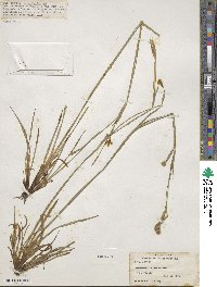 Sisyrinchium micranthum image