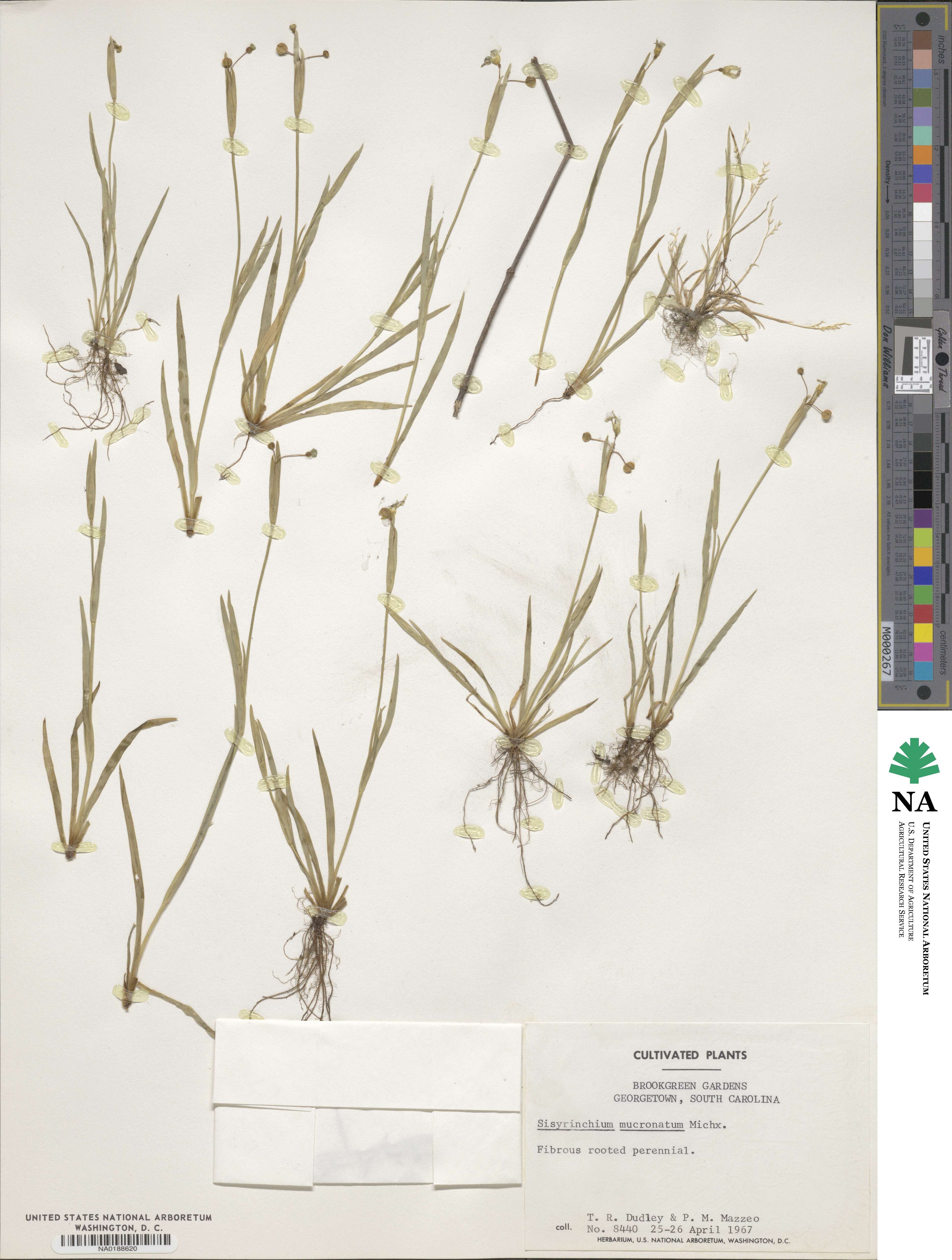 Sisyrinchium mucronatum image