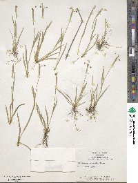 Sisyrinchium mucronatum image