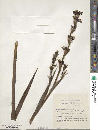 Sisyrinchium striatum image