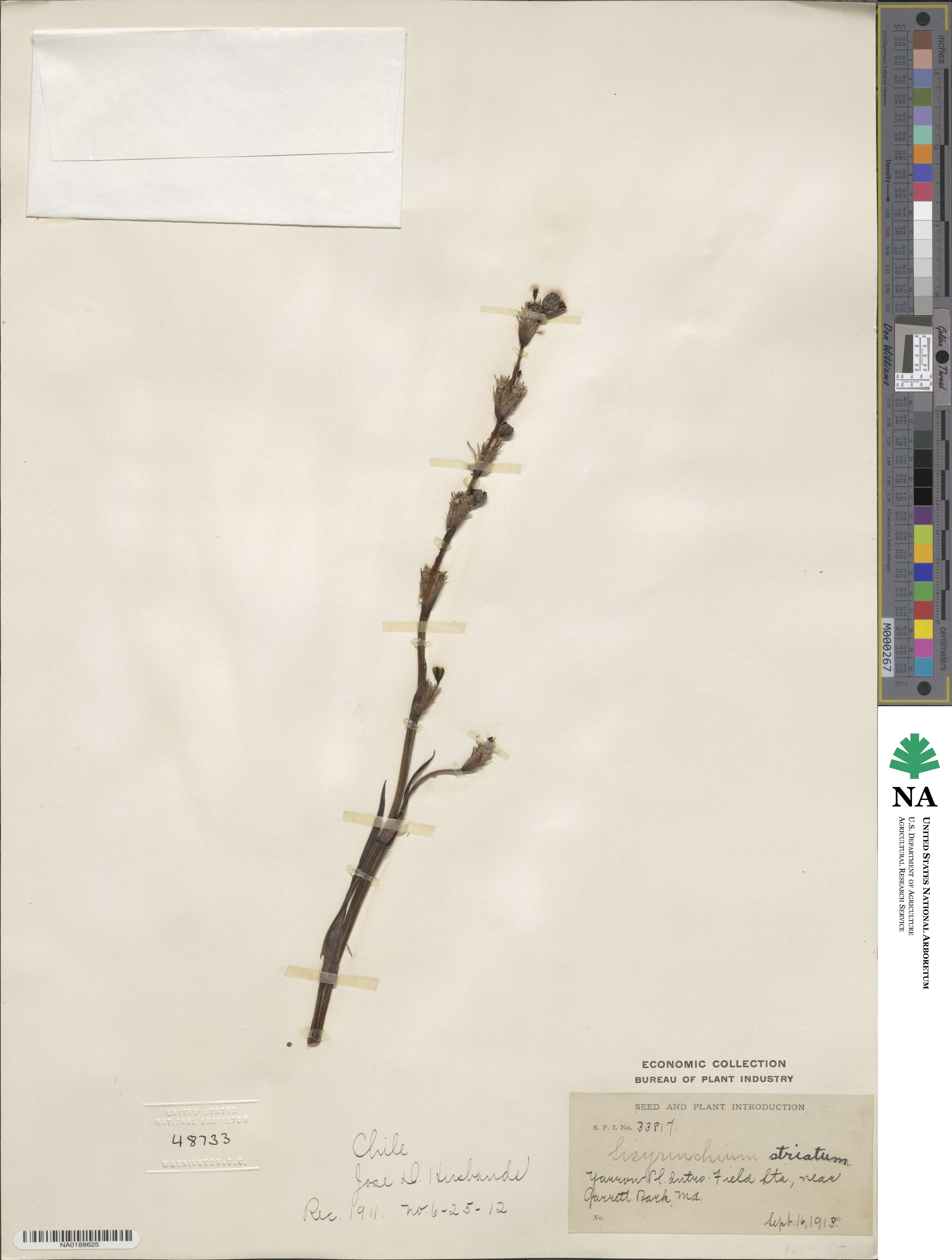 Sisyrinchium striatum image