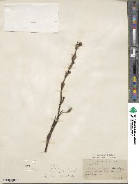 Sisyrinchium striatum image