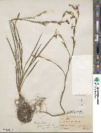 Sisyrinchium striatum image