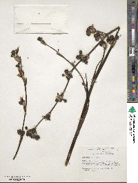 Sisyrinchium striatum image