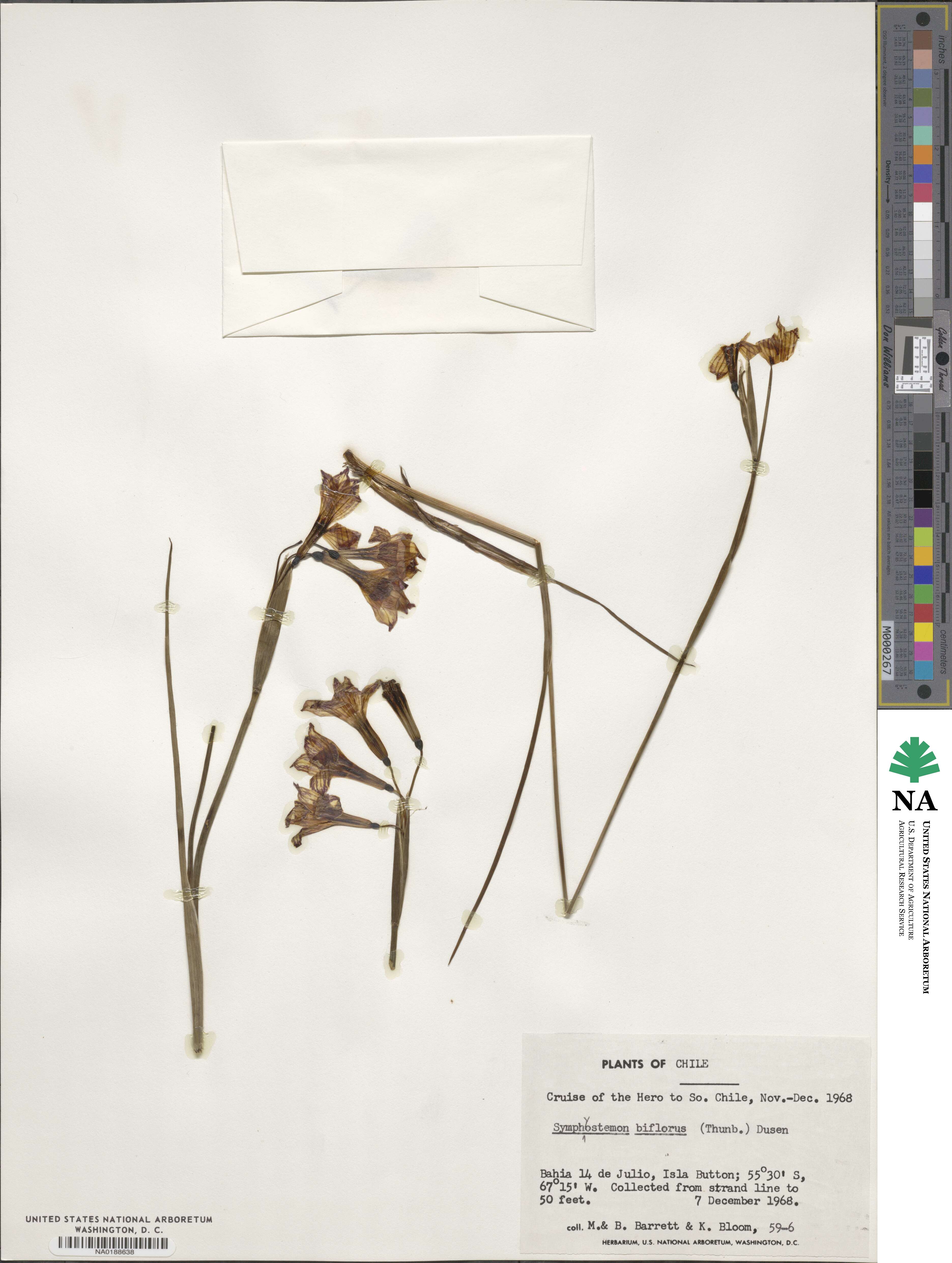 Olsynium biflorum image