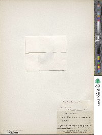 Tapeinia pumila image