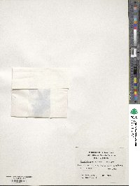 Tapeinia pumila image