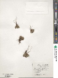 Tapeinia pumila image