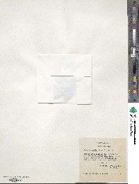 Tapeinia pumila image