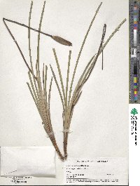 Image of Patersonia occidentalis