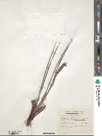 Patersonia sericea image